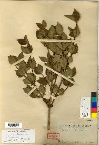 Zabelia biflora image