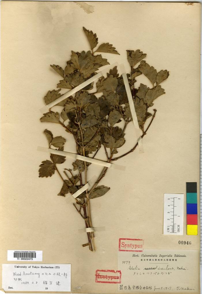 Zabelia biflora image