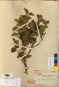 Zabelia biflora image