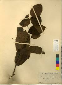 Actinidia arguta image