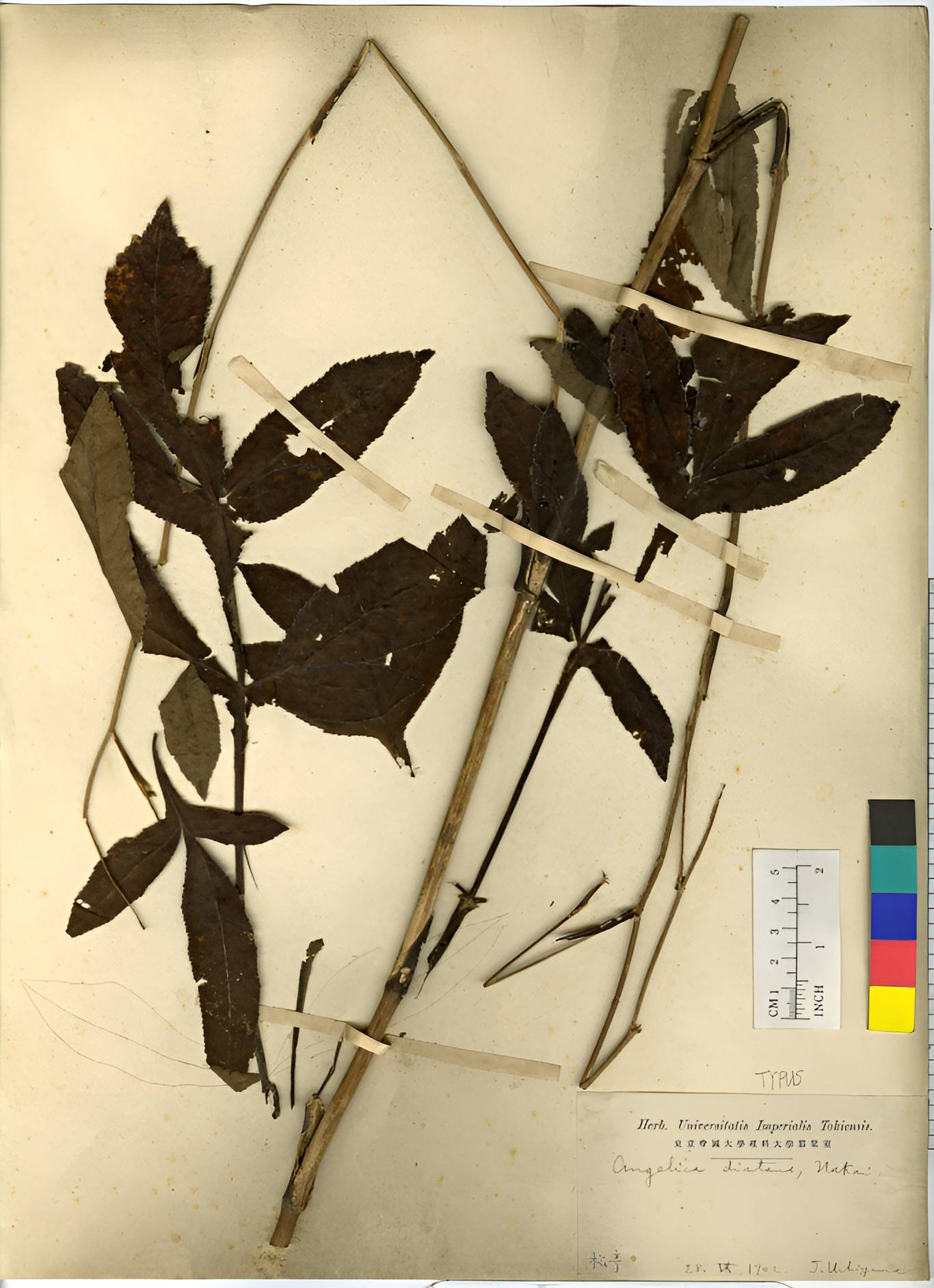 Angelica cartilaginomarginata image