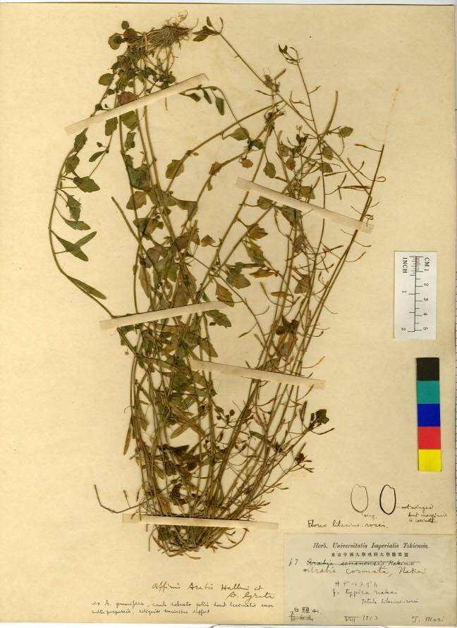 Arabidopsis halleri subsp. gemmifera image