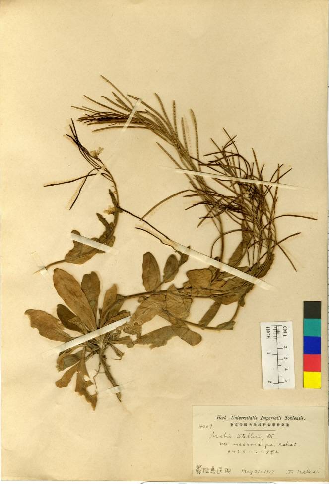 Arabis stelleri image