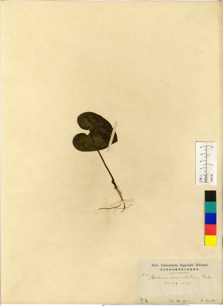 Aristolochiaceae image