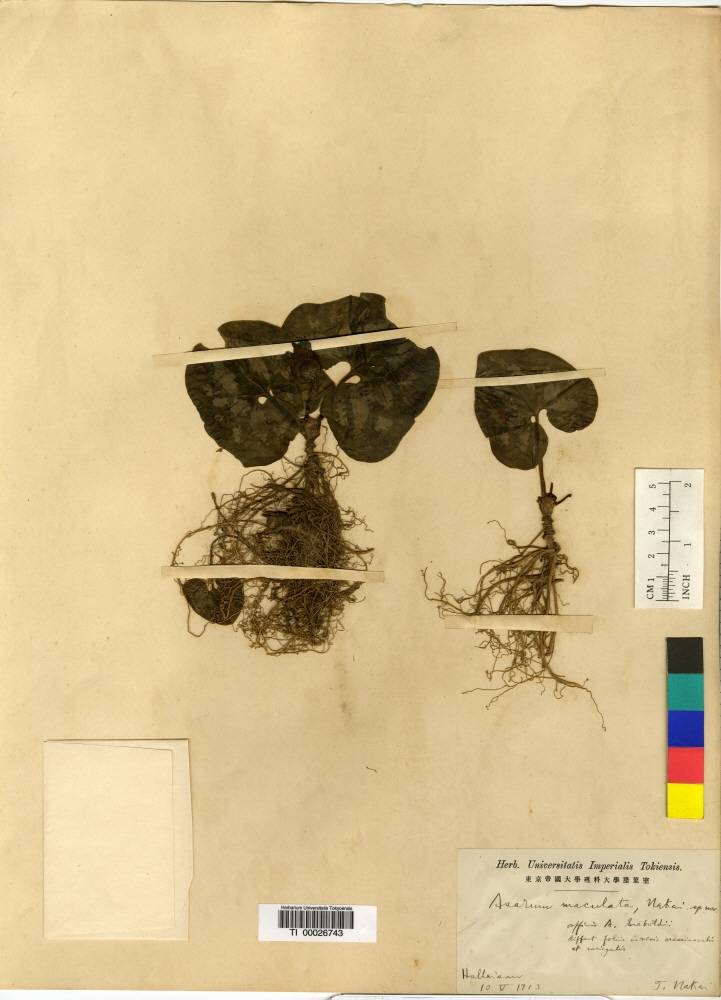 Asarum sieboldii image