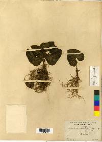 Asarum sieboldii image