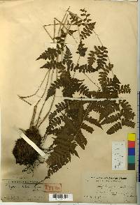 Image of Deparia henryi