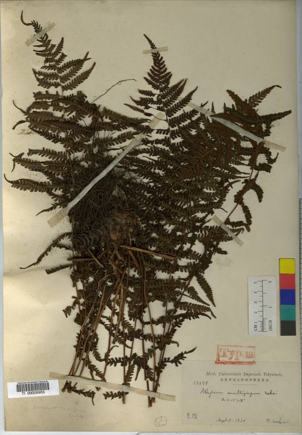 Athyrium acutipinnulum image