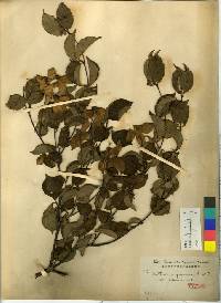 Cornus kousa image