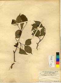 Cornus kousa image