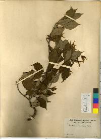 Cornus kousa image