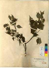 Cornus kousa image
