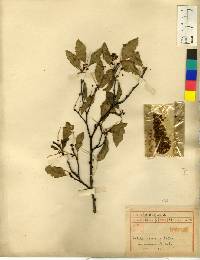 Betula davurica image