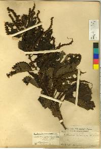 Image of Boehmeria grandissima