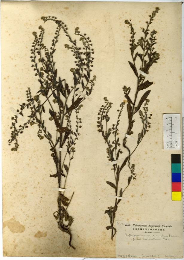 Bothriospermum secundum image
