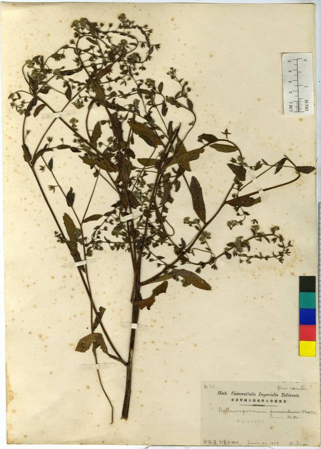 Bothriospermum secundum image