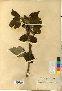 Broussonetia papyrifera image