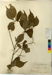 Callicarpa japonica image