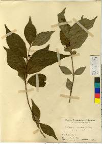 Callicarpa japonica image