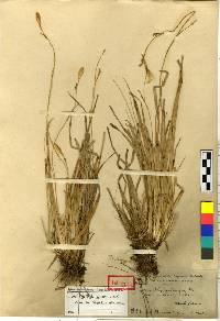 Carex blepharicarpa image