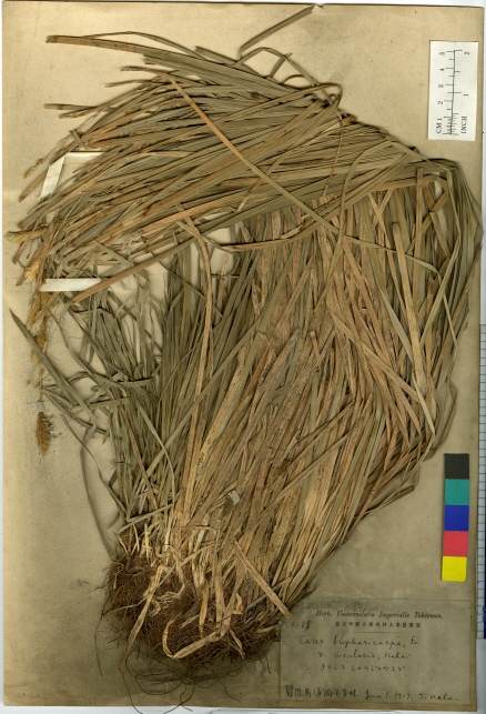 Carex blepharicarpa image