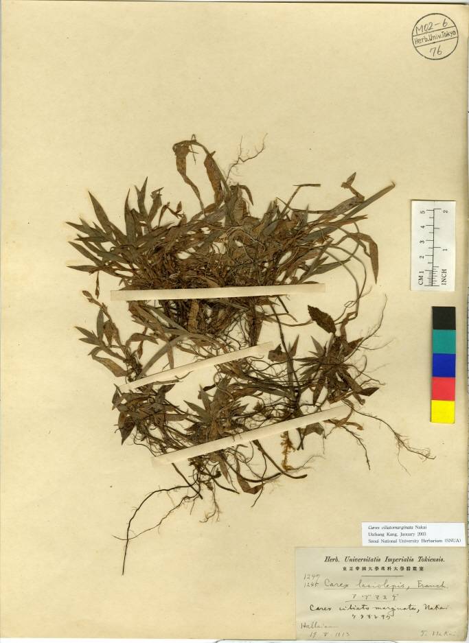 Carex siderosticta image