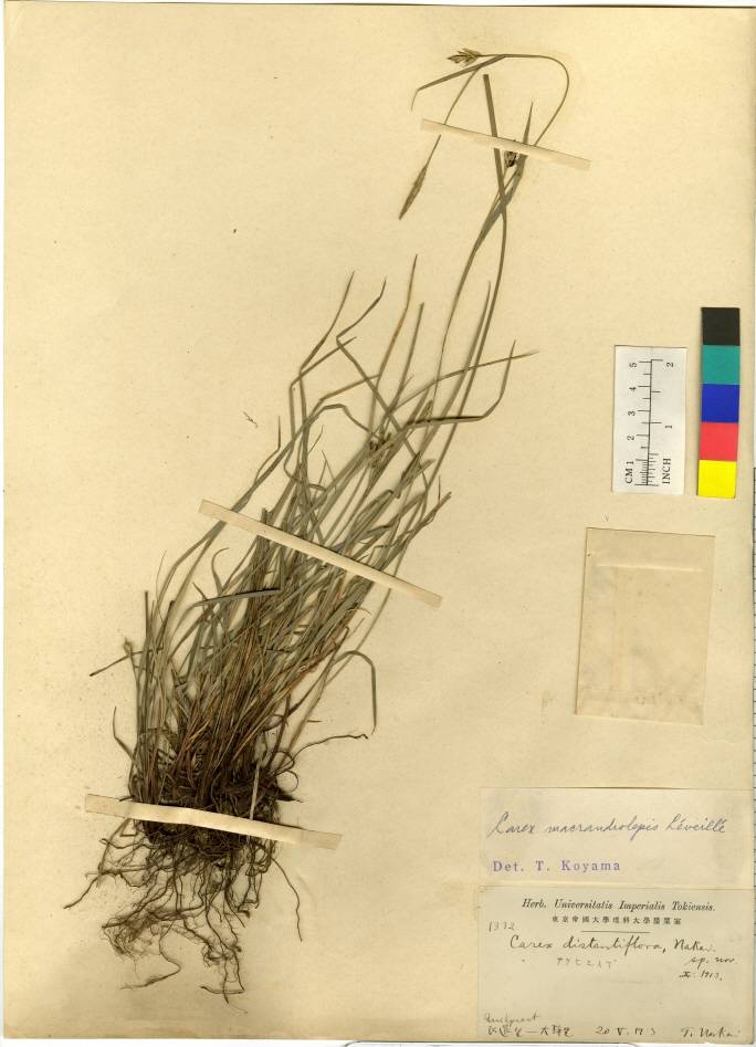 Carex oxyphylla image