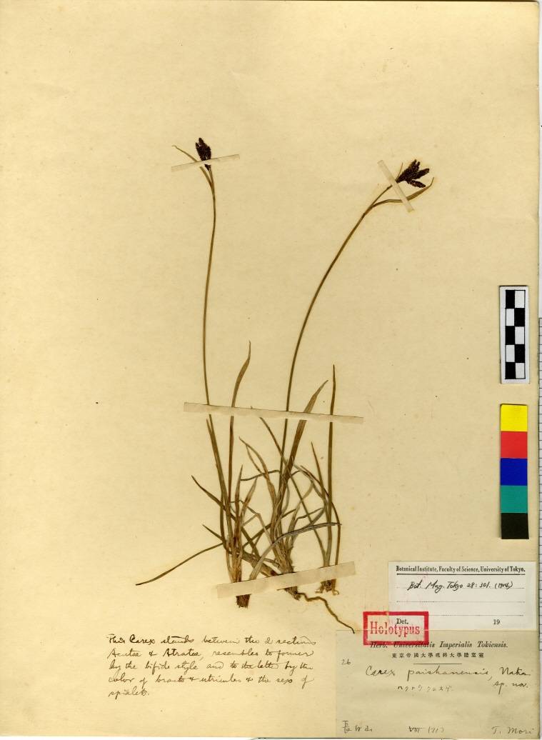 Carex atrata image