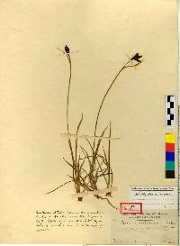Image of Carex atrata