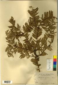 Cephalotaxus harringtonia image