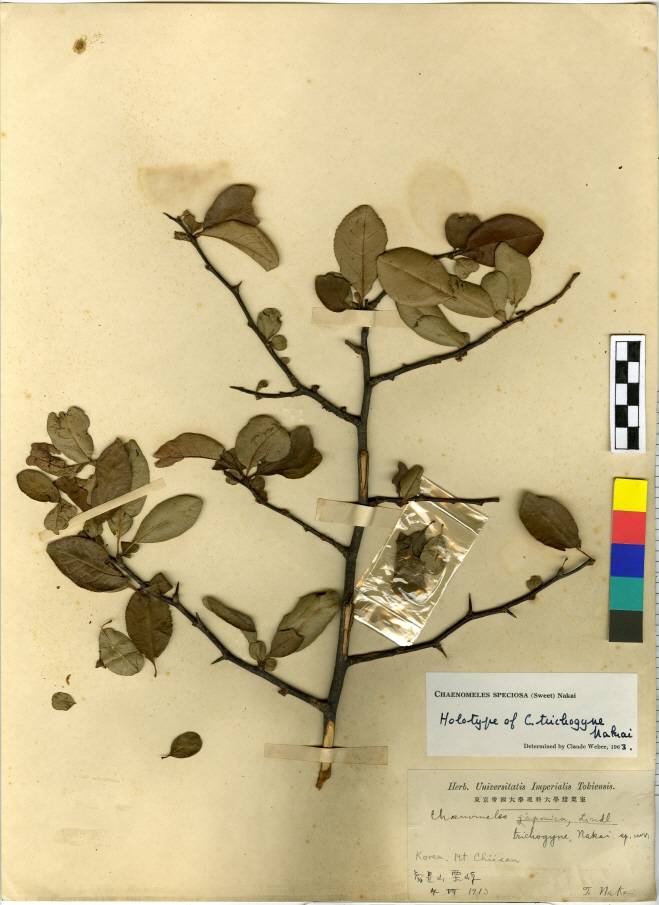 Chaenomeles image