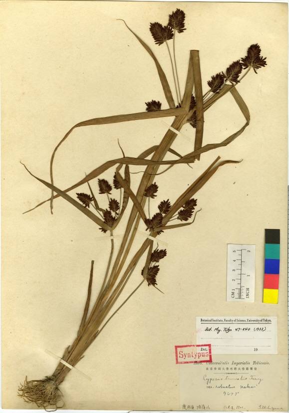 Cyperus orthostachyus image