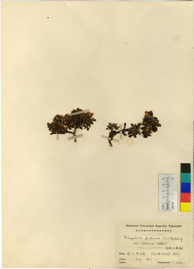 Dasiphora image