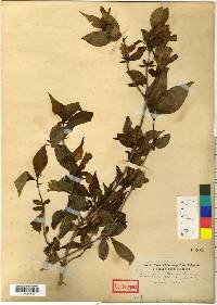Weigela florida image