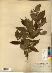 Weigela florida image
