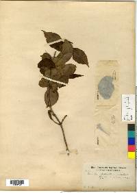 Weigela florida image