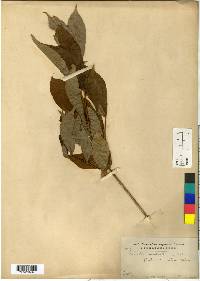 Weigela florida image