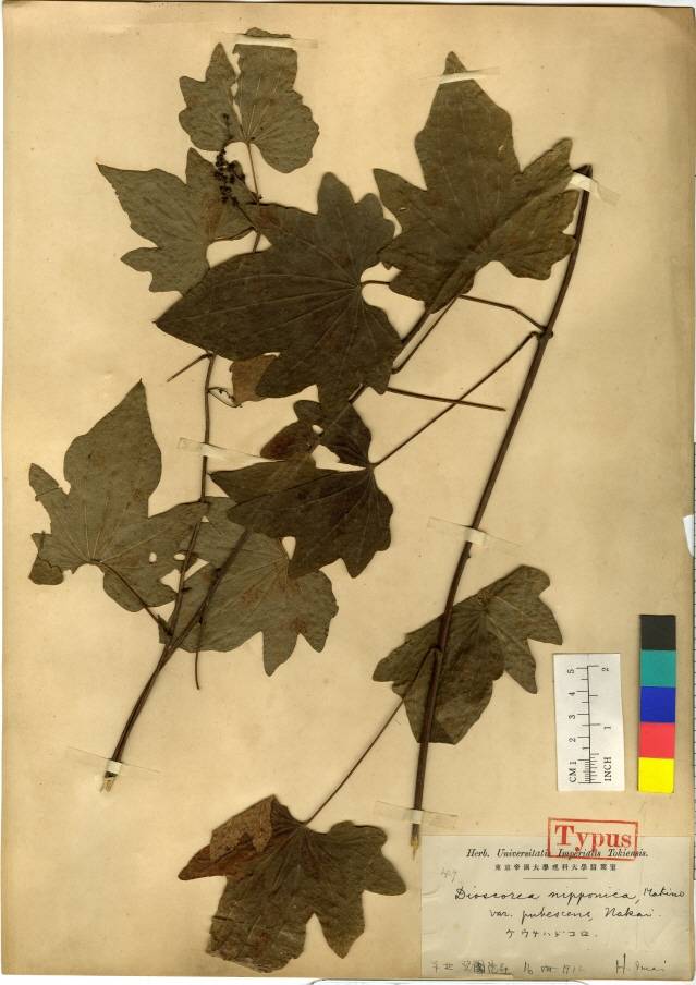 Dioscoreaceae image
