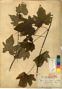 Image of Dioscorea nipponica