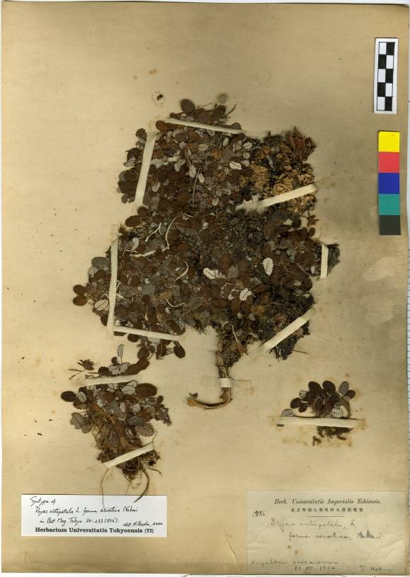Dryas image