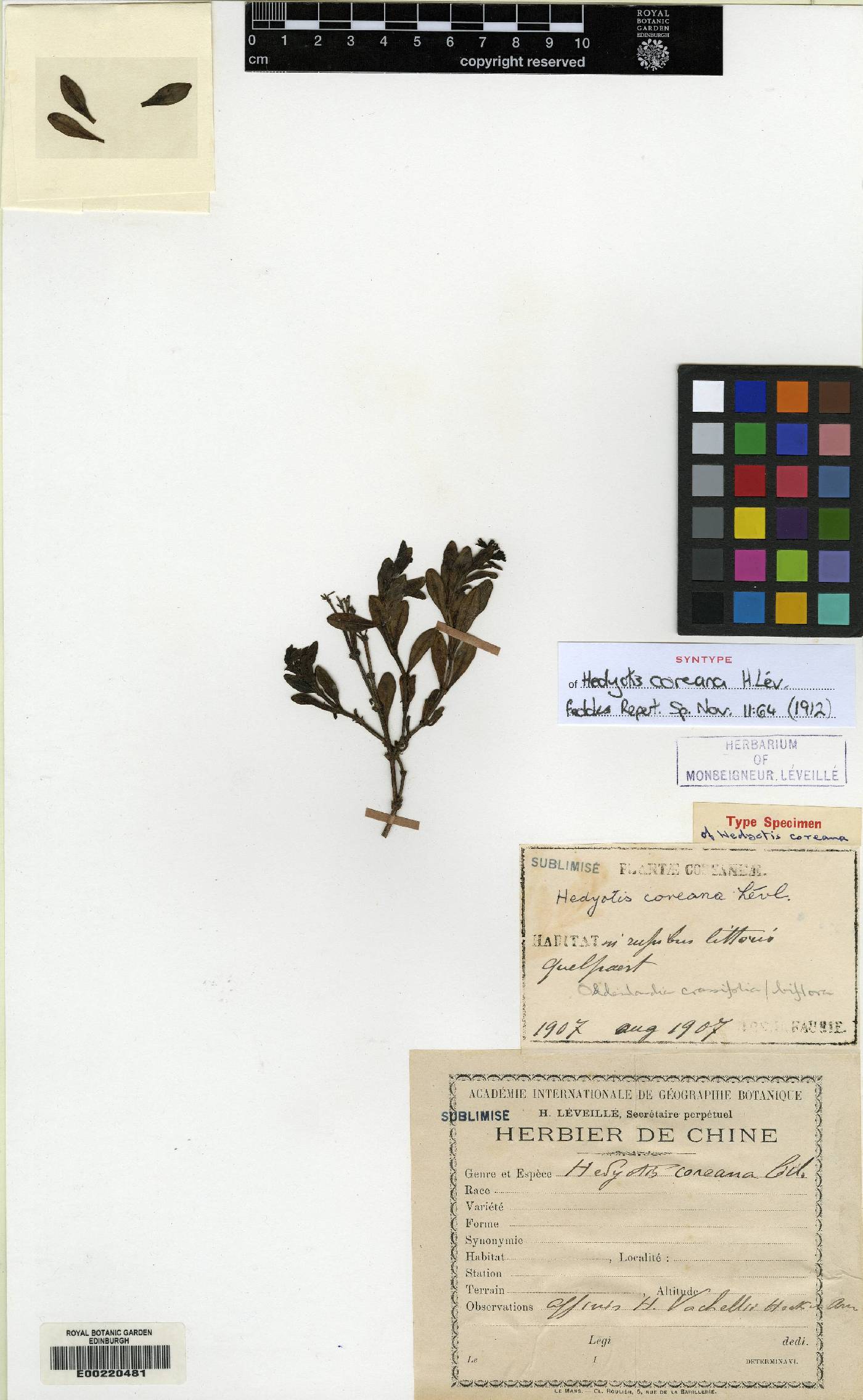 Leptopetalum image
