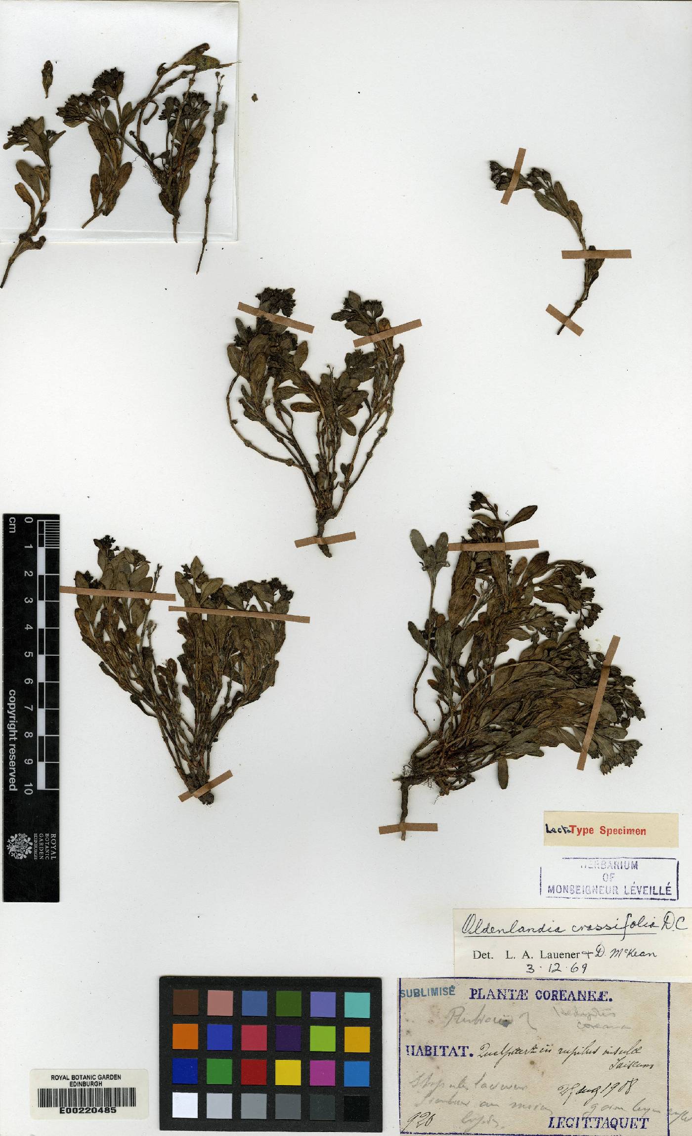 Leptopetalum coreanum image