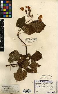 Hydrangea hydrangeoides image