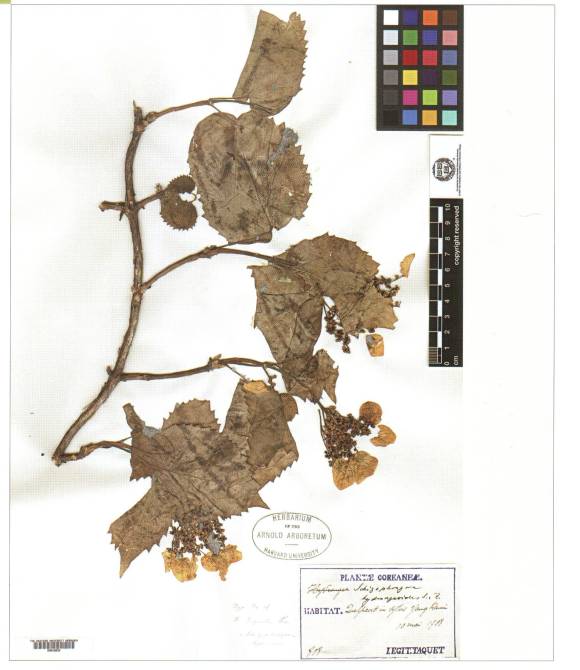 Hydrangea hydrangeoides image