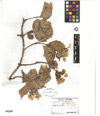 Image of Hydrangea hydrangeoides