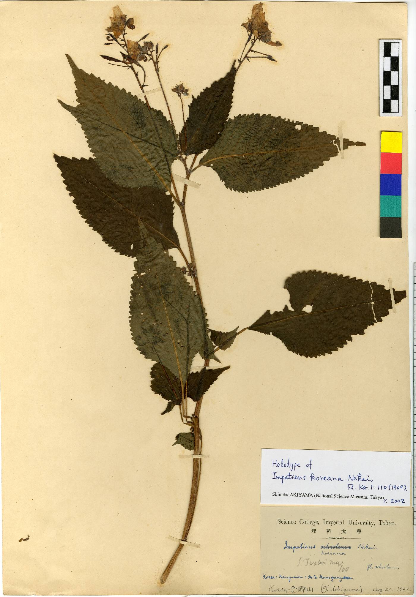 Balsaminaceae image