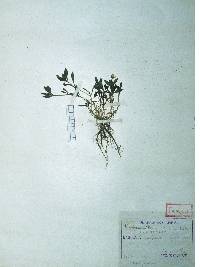Pseudostellaria heterophylla image