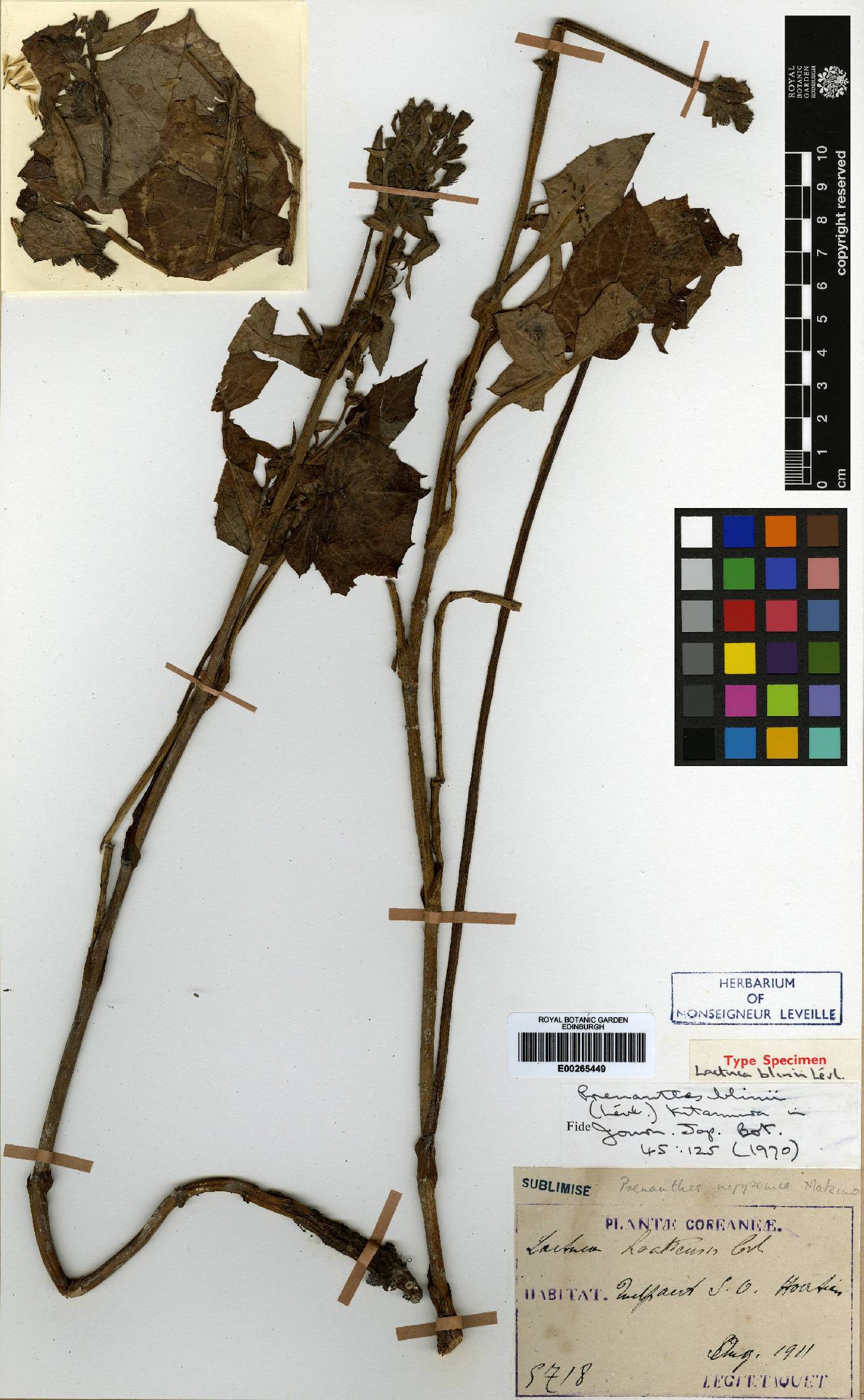 Nabalus image