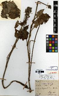 Image of Nabalus ochroleucus