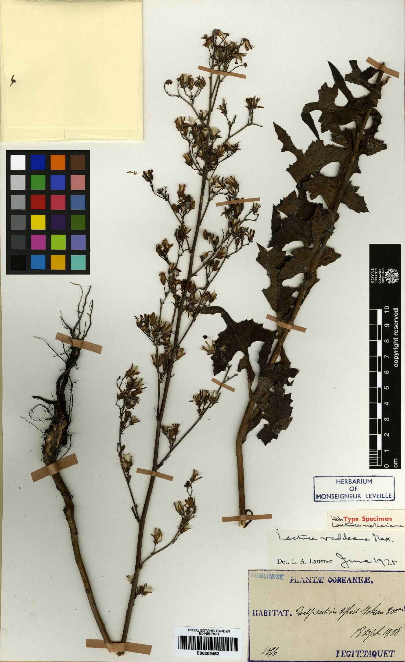 Lactuca raddeana image